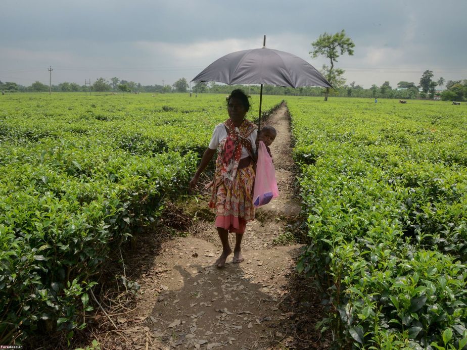 زن هندی و بچه‌اش در مزرعه چای