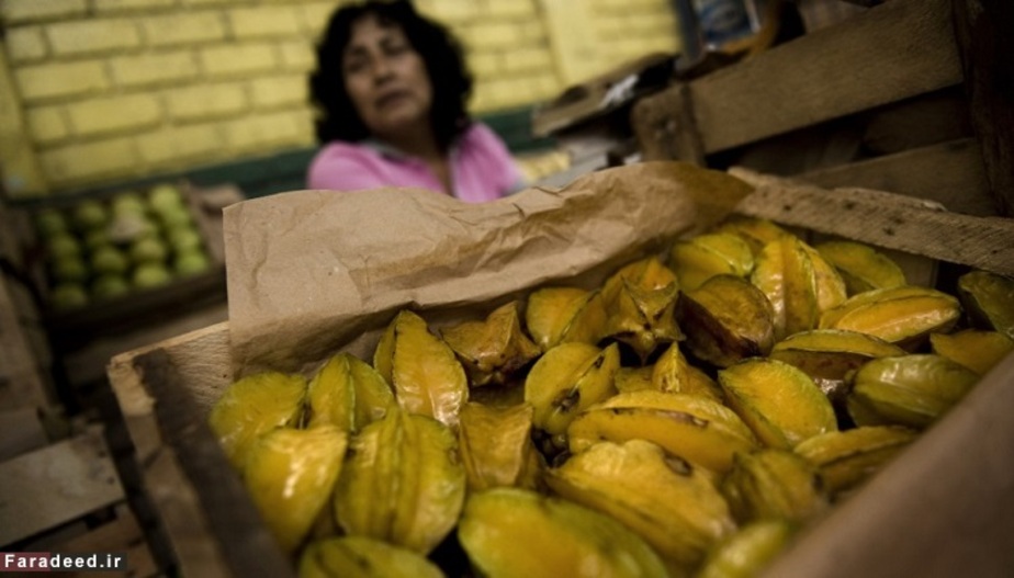 کارامبولا یا میوه ستاره ای حاوی 91.4 درصد آب می باشد.