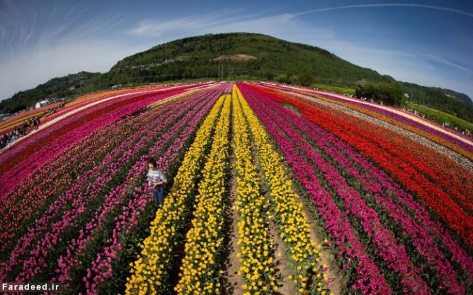 جشنواره لاله ابوتسفورد، کانادا