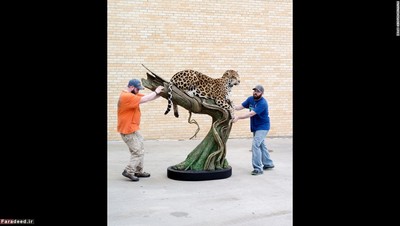 جیمز اسمیت و مایک فاس این جَگوار (پلنگ خالدار آمریکایی) را آماده مسابقه می‌کنند. سازنده این تاکسیدرمی فیل سوسی، فارست هارت و مایک ورنلسن بودند.