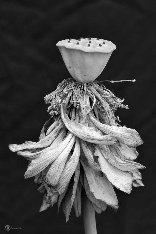 مینگویی یوآن، بانو، ووهان سیتی، چین 