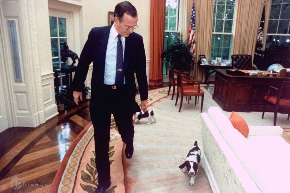 بوش پدر(1989) به مهرا دو سگش در محل کارش