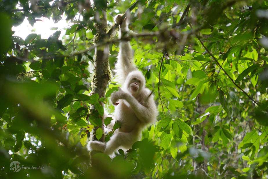 اورانگوتان