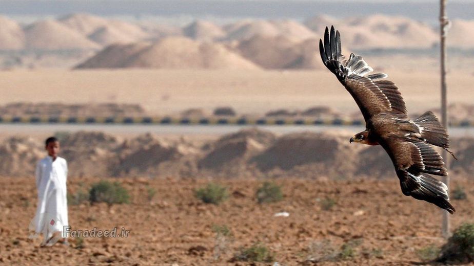 بر فراز آسمان پرواز و در مقابل دیدگان تماشاچیان کبوتر و خرگوش شکار می کنند.