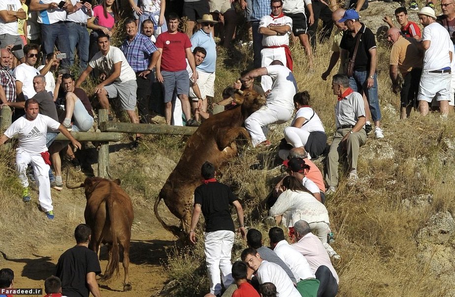 هفت نفر مجروح در مسابقه با گاو نر؛ اسپانیا