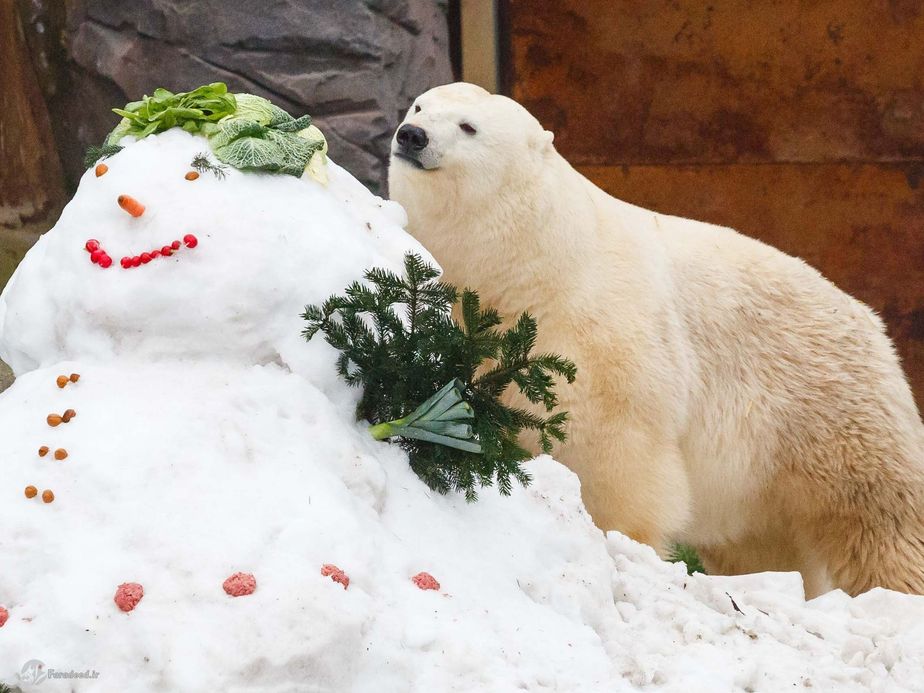 خرس قطبی،یک آدم برفی تزئین شده با آجیل و سبزیجات از نگهبان خود هدیه گرفته است.آلمان