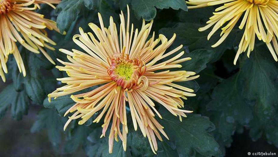 از گل داوودی می‌توان در پخت نان، سوپ و انواع فوندو استفاده کرد.