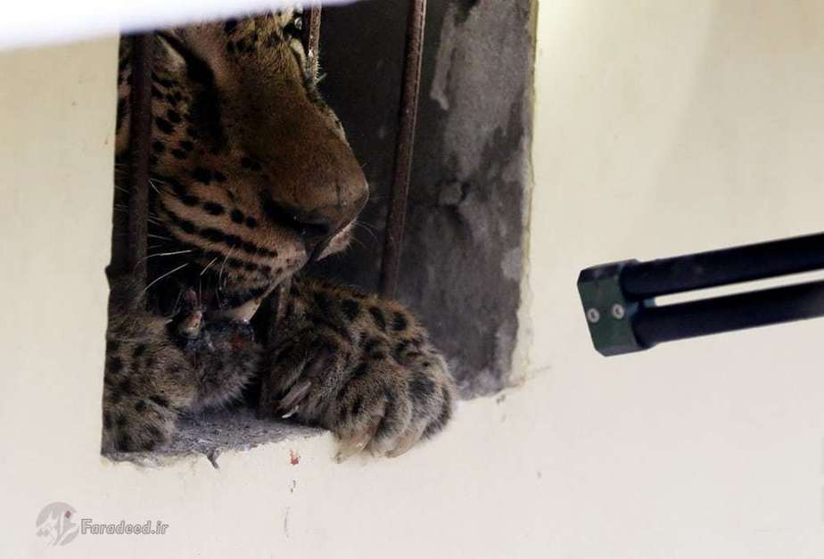 پلنگ در میان شهر.(هند)