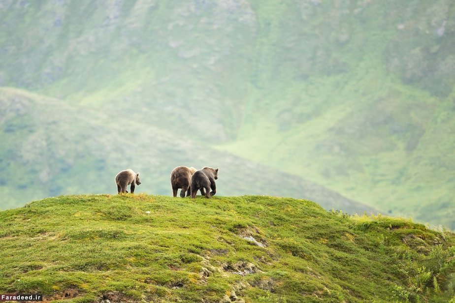 خانواده خرس‌های قهوه‌ای در پناهگاه حیات‌وحش آلاسکا