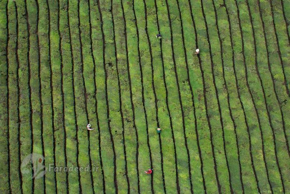 کارگران مشغول برداشت برگ های چای در استان ژجیانگ