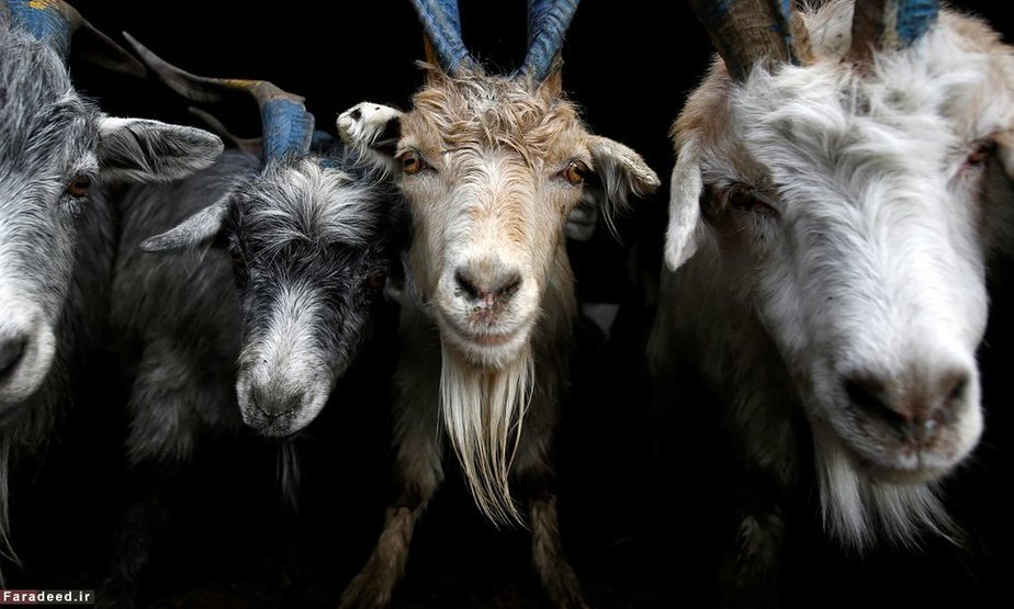 بزها در بازار کاتماندو 