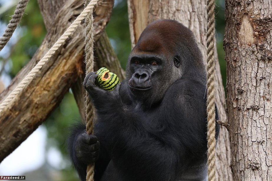 گوریل در باغ‌وحش لندن