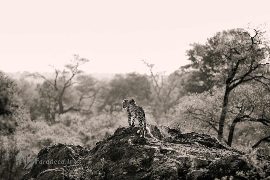 پلنگ تنها در کمین