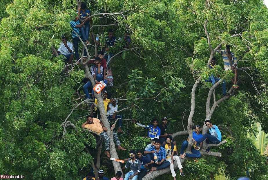 تماشای مسابقه کریکت تیم‌های سریلانکا و هند