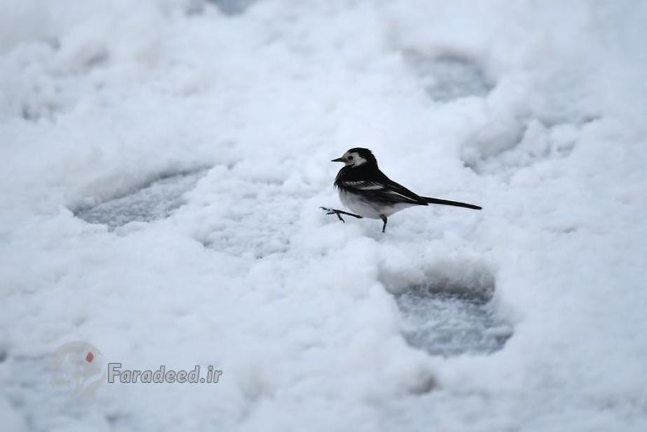 یک دم جنبانک بامزه در شمال ایرلند تلاش می کند همان مسیری را در برف طی کند که مردم طی کرده اند.