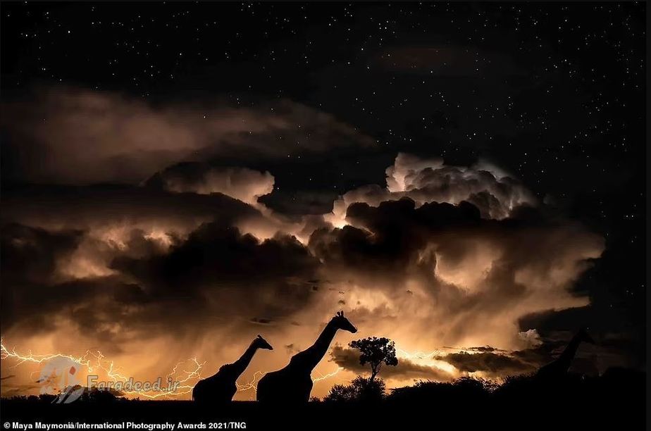 طوفانِ ساوانا؛ در بخشِ «حیات‌وحش و طبیعت حرفه‌ای» رتبه سوم را کسب کرد. عکاس: Maya Maymoniâ 