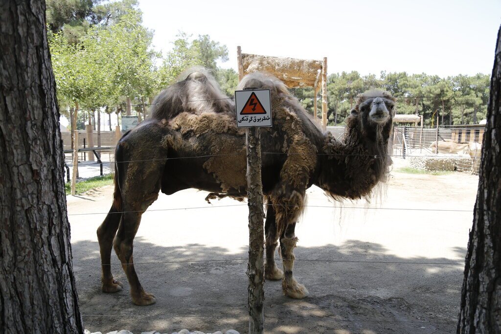 خطر برق گرفتگی