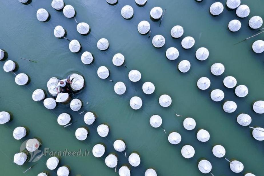 یک کارگر مشغول جمع آوری تورهای ماهیگیری در یک مزرعه ماهی در استا ژیانگسو