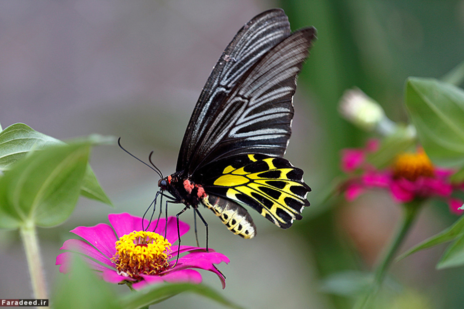 پروانه‌ای روی گل آهار؛ شمال بانکوک