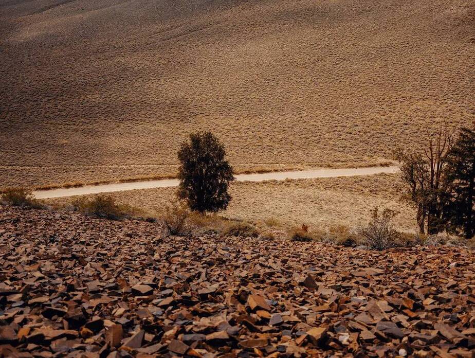 کاج‌های ربزمیوه غربی فقط در کالیفرنیا، نوادا و یوتا زندگی می‌کنند 