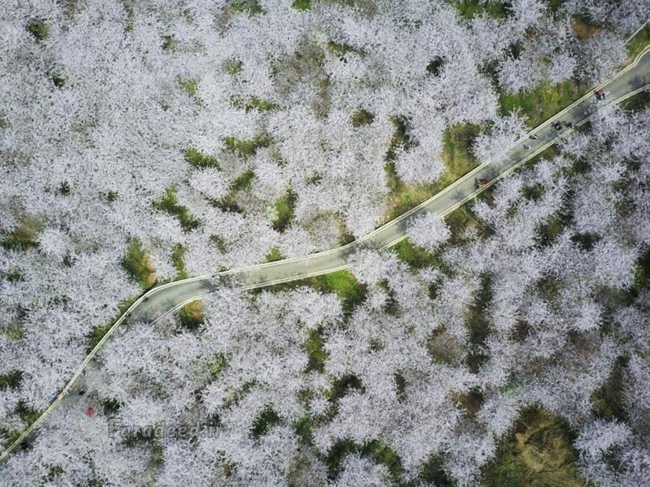 شکوفه های گیلاس در امتداد رودی در گیان، استان گیژو