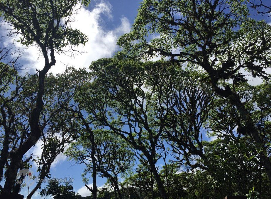 عکاس: نیکل آهرون، تصویری از اسکالزیا 