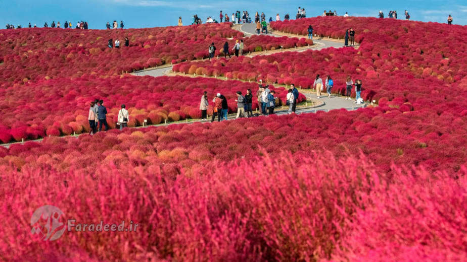 پارک ساحلی شرق توکیو در ژاپن