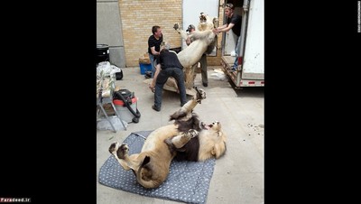 تیم «داکوتا تاکسیدرمی» در حال بارگیری دو شیر از کامیون هستند.