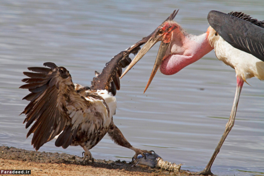 جدال عقاب و لک لک بر سر لاشه گربه ماهی؛ کنار یک رودخانه در آفریقا