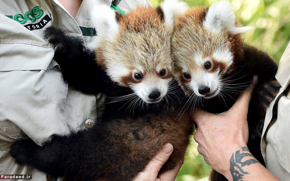 اولین نمایش عمومی پانداهای قرمز در باغ‌وحش ملبورن