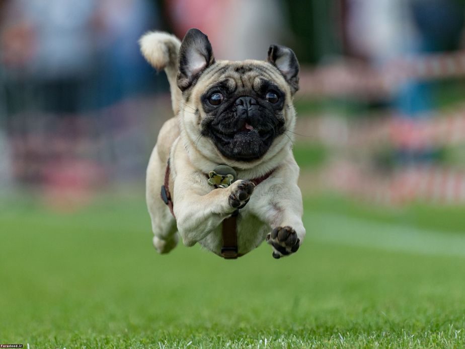 شرکت در مسابقه سگ‌ها در آلمان