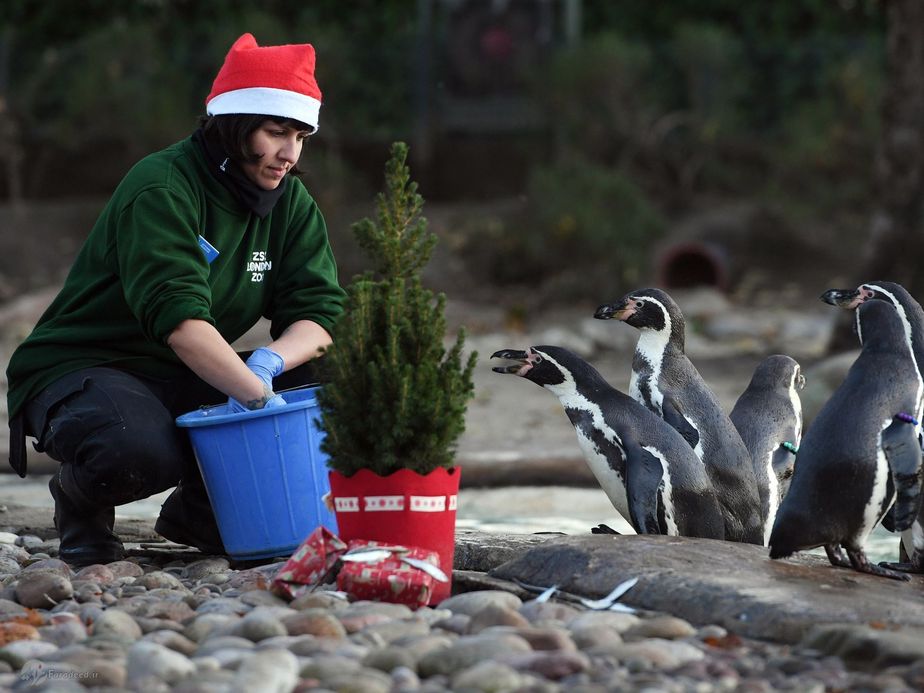 دریافت هدیه کریسمس پنگوئنها در لندن