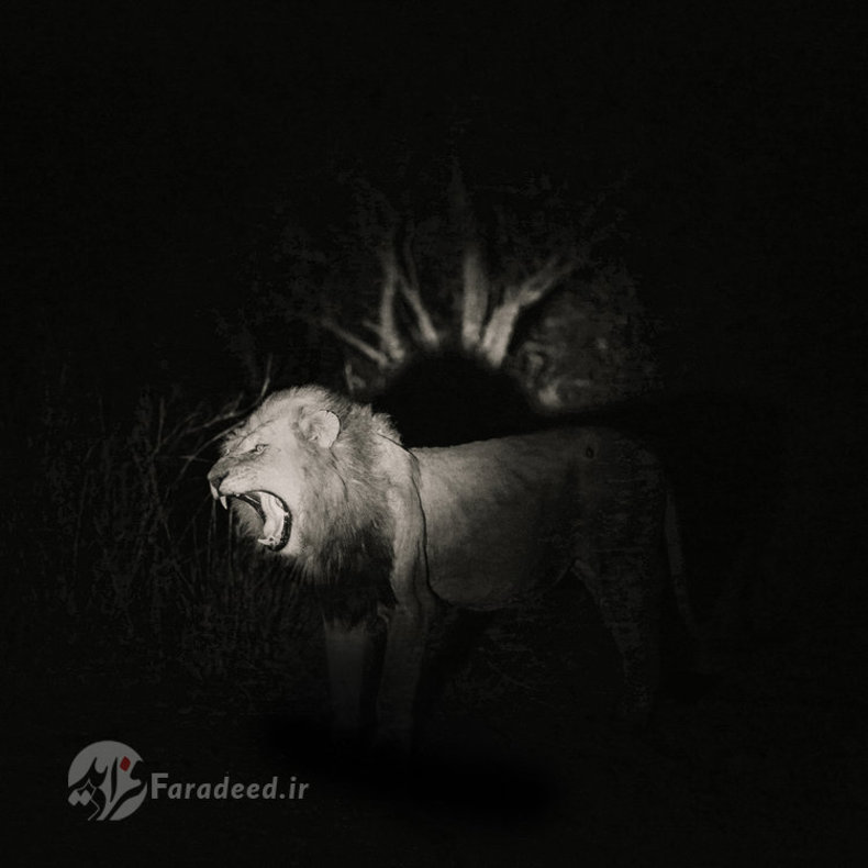 غرش شیر در شب 