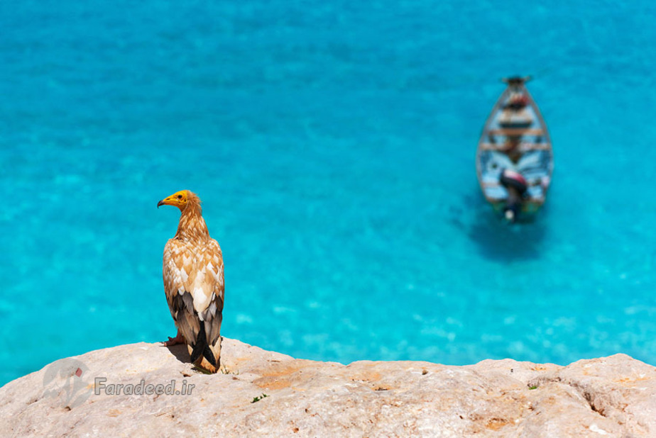 یکی دیگر از گونه‌های پرندگان در جزیره سوکوترا