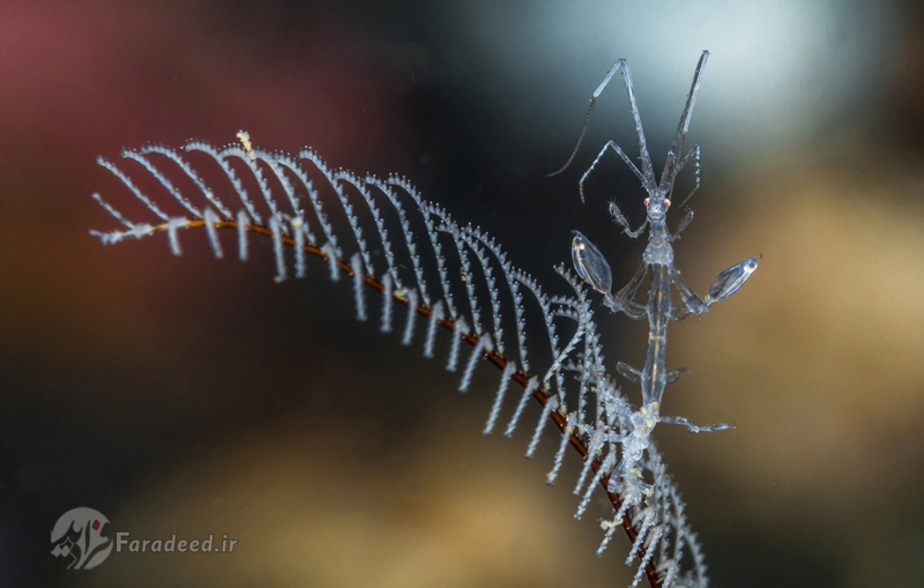 ماهی skeleton shrimp