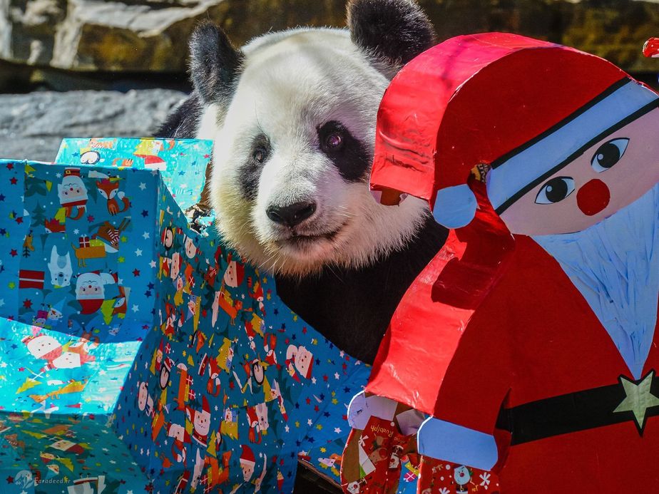فان نای،پاندا ماده با وسایل کریسمس در استرالیا