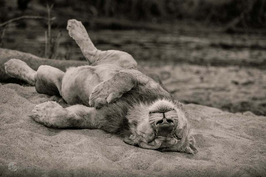 شیر ماده بعد از شکار