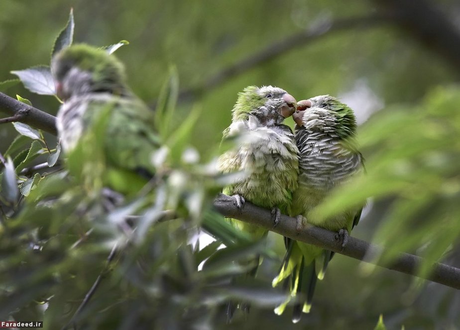 استراحت طوطی‌ها روی درخت؛ مادرید