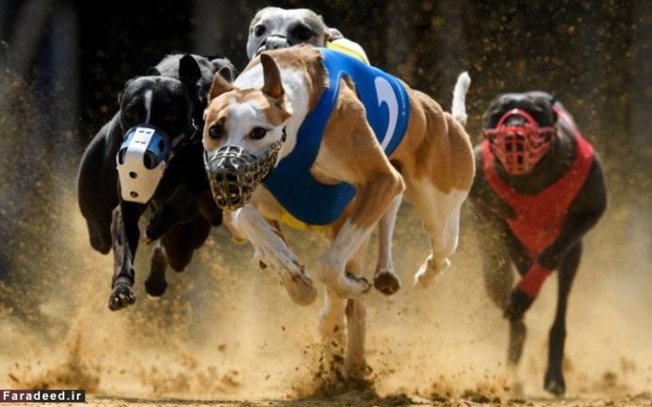 مسابقه دوی سرعت سگ‌ها؛ آلمان