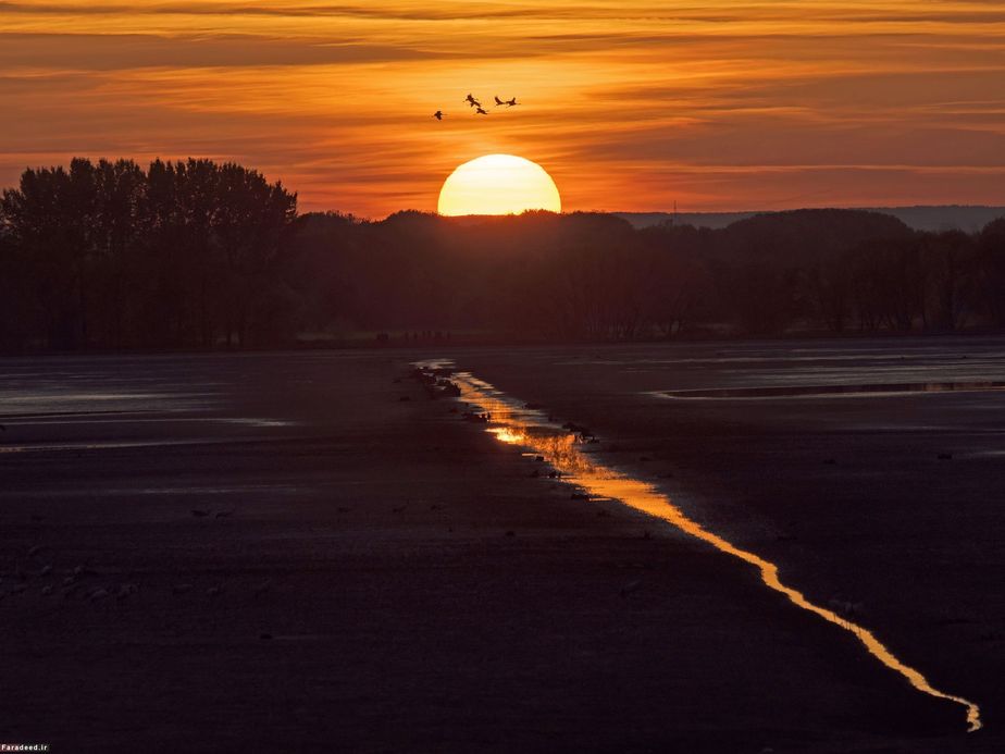 پرواز حواصیل‌ها هنگام غروب؛ آلمان