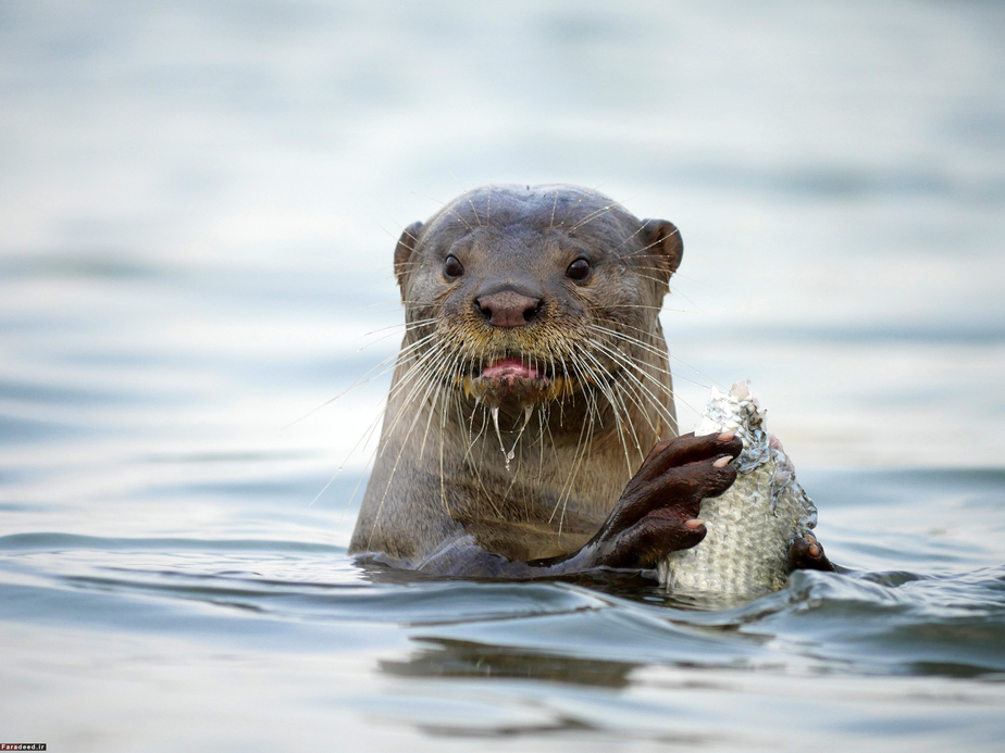 غذای سمور؛ سنگاپور