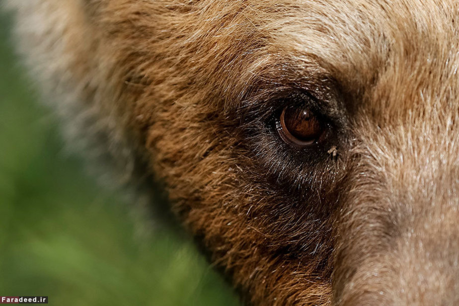 خرس قهوهای در پناهگاه خرسها در روستایی در اوکراین