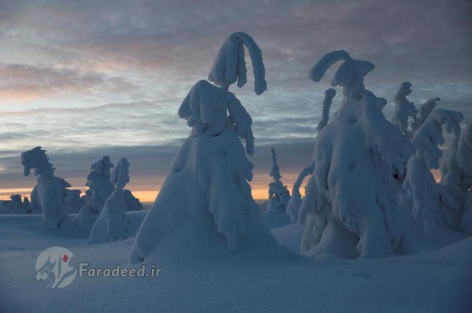 درختان پوشیده از برف زیر غروب خورشید در Szczyrk در لهستان.