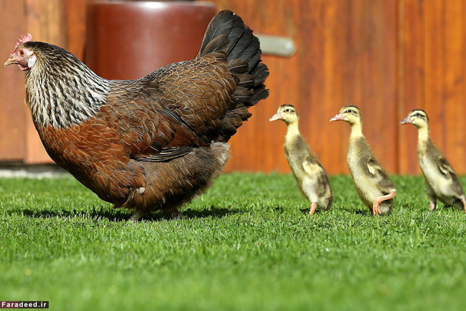 جوجه اردک‌ها به دنبال مرغ در مزرعه‌ای در جنوب آلمان