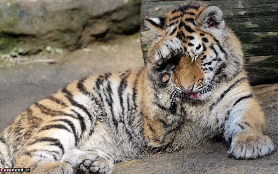 توله ببر 9 ماهه در محوطه باغ‌وحش الوموک، جمهوری چک