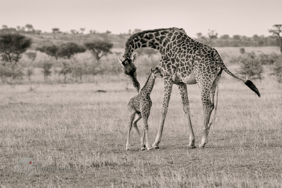 مادر و نوزاد 
