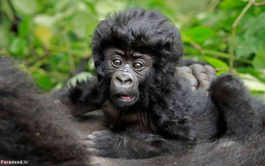 بچه گوریل کنار مادرش در کوه رواندا