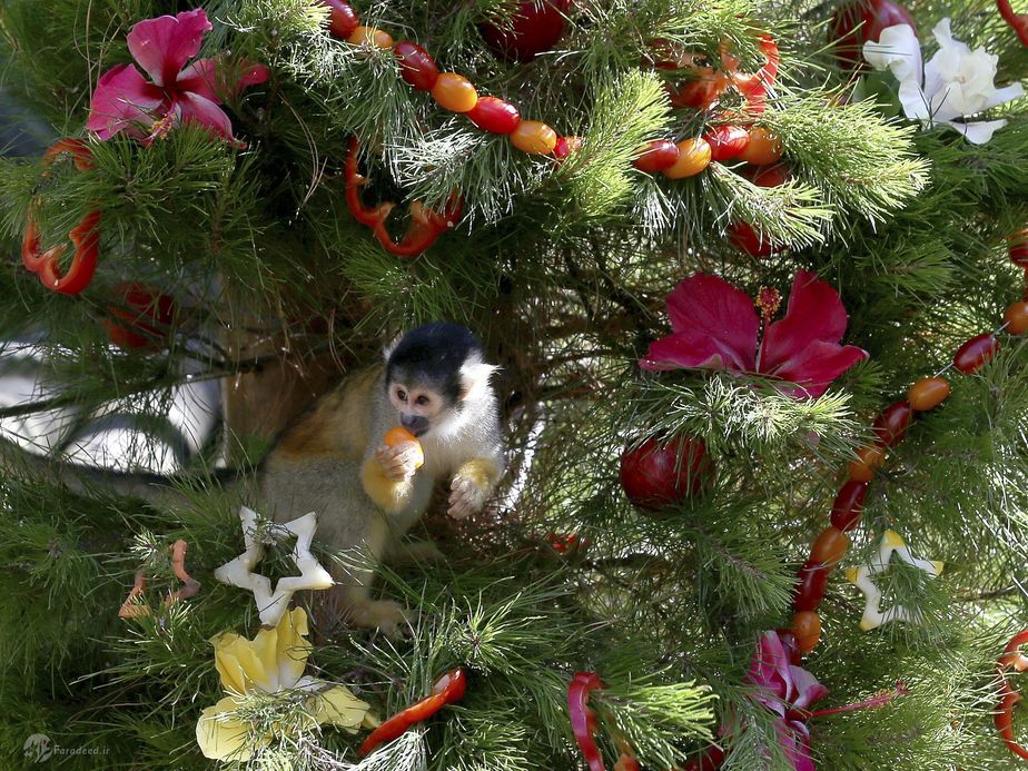 میمون سنجاب گلابی و بطریهای ساخته شده از سبزیجات برای کریسمس هیده گرفتند.استرالیا