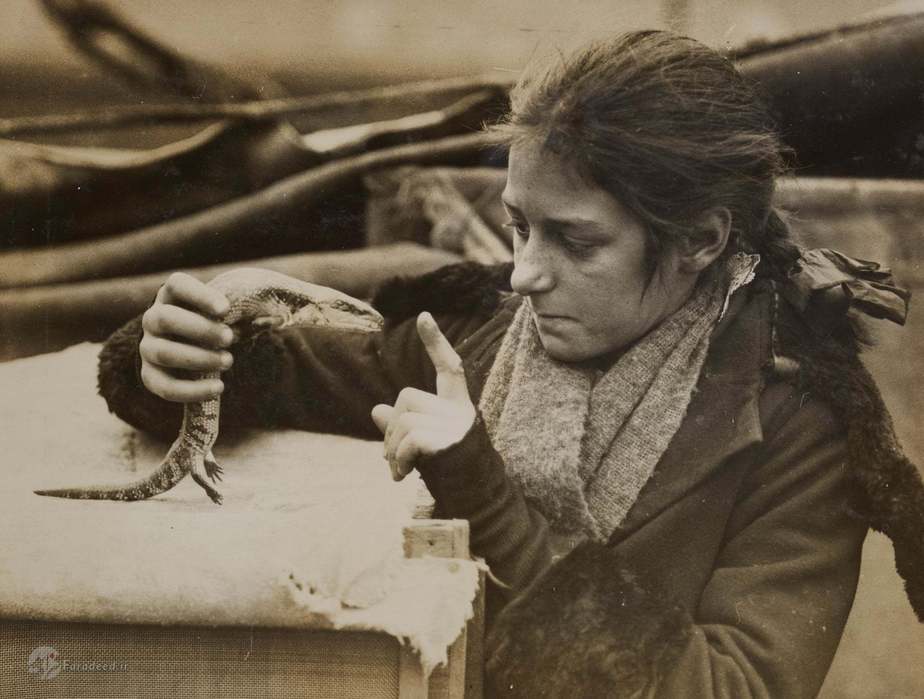 حیواناتی که از بلفست به بندر لندن منتقل شدند. حدود سال 1915 تا 1925.