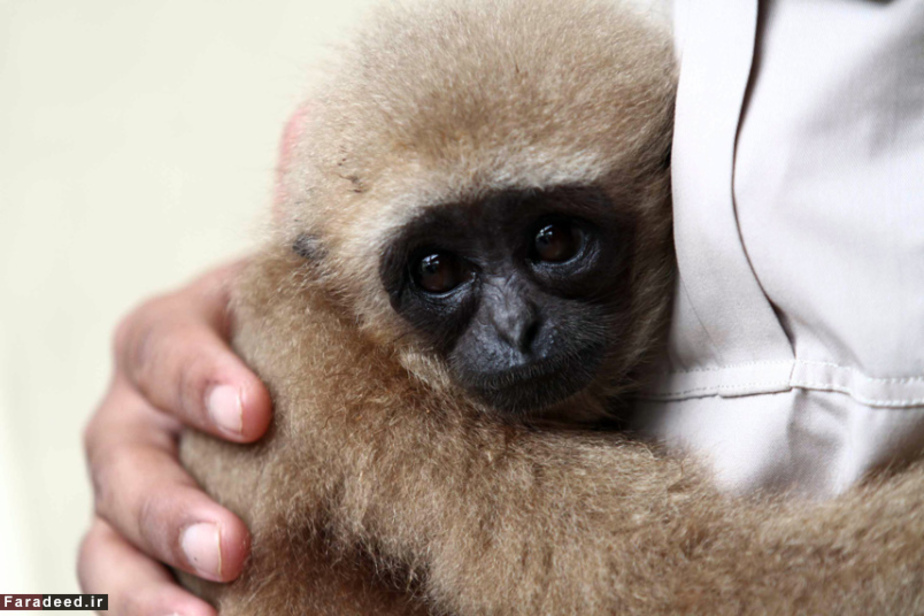 بچه گیبون در مرکز حفاظت از طبیعت؛ اندونزی/ گیبون‌ها به دلیل از بین رفتن زیستگاهشان در آستانه انقراض قرار دارند